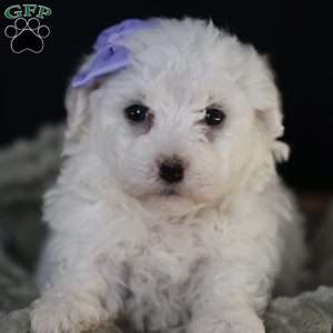 Bella, Bichon Frise Puppy